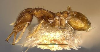 Media type: image;   Entomology 22429 Aspect: habitus lateral view